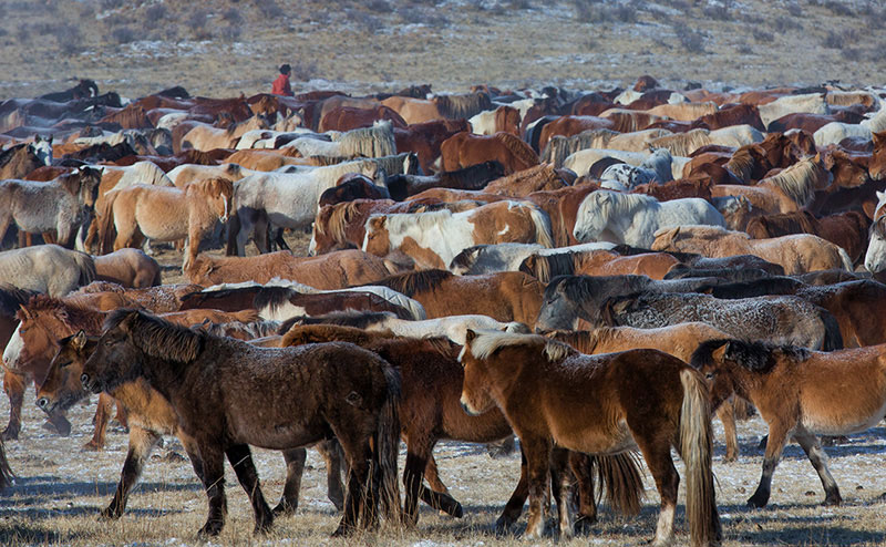 mongolia horses in winter festivals 